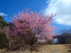 昭和記念公園での桜の前撮り