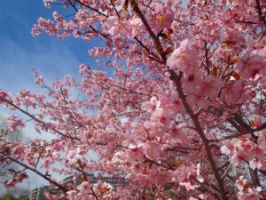 昭和記念公園の桜ロケーション前撮り